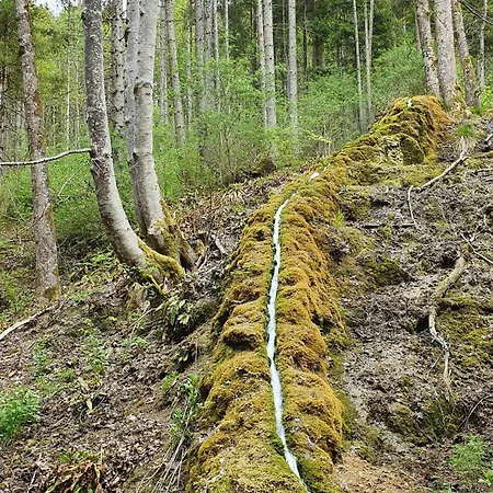 Gemütliche Mit Terrasse, Im Schwarzwald Apartamento *