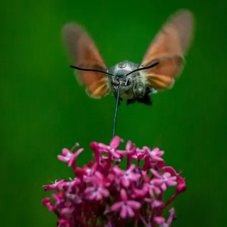 Gemütliche Mit Terrasse, Im Schwarzwald Apartamento