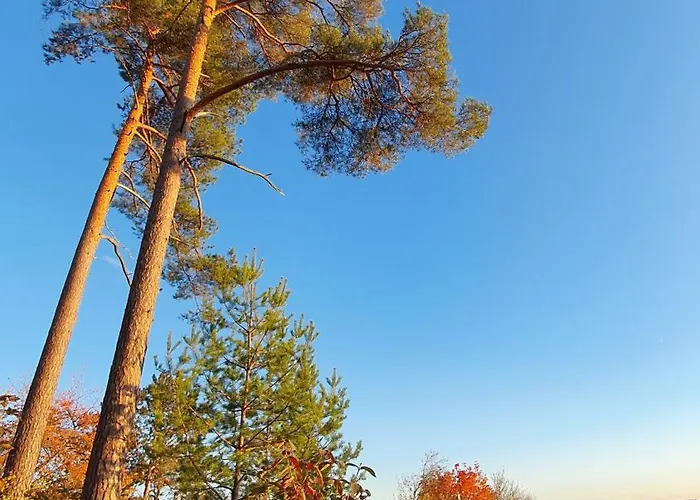 Gemuetliche Mit Terrasse, Im Schwarzwald Schopfloch (Freudenstadt)