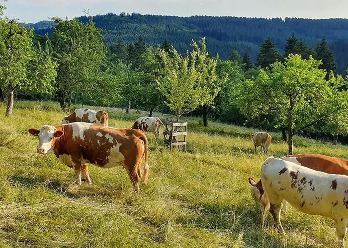 Appartement Gemuetliche Mit Terrasse, Im Schwarzwald