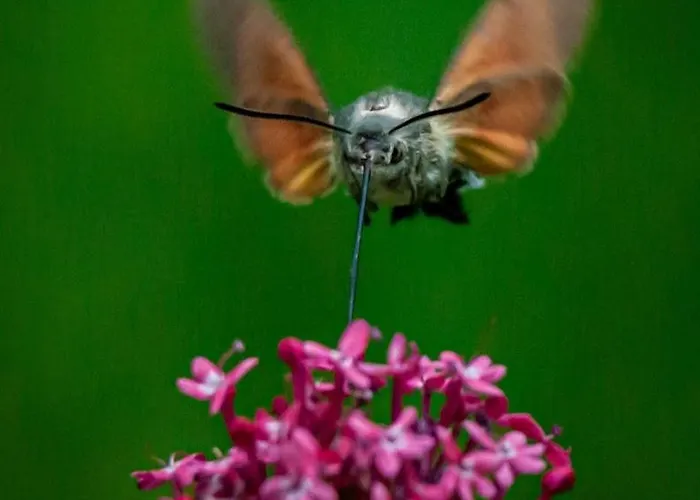 Gemuetliche Mit Terrasse, Im Schwarzwald Appartement