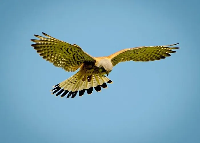 Appartement Gemuetliche Mit Terrasse, Im Schwarzwald